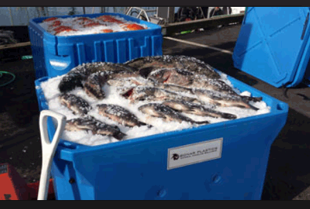 Friendly Reminder--Fish Transport Container